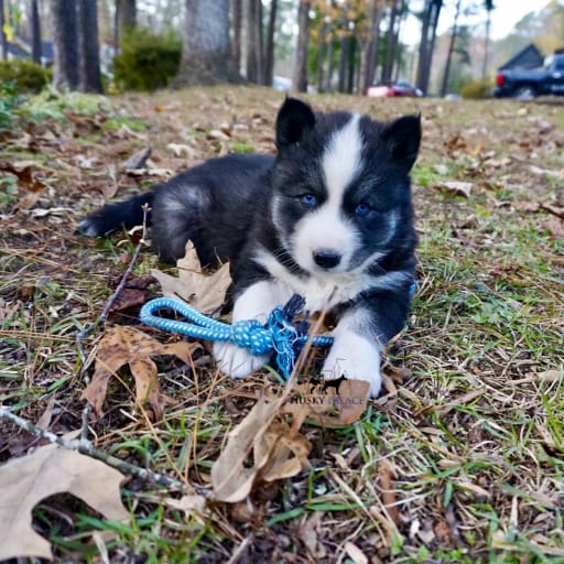 AKC Pumpkin 7